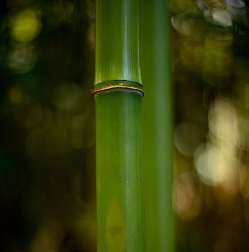 Bamboo