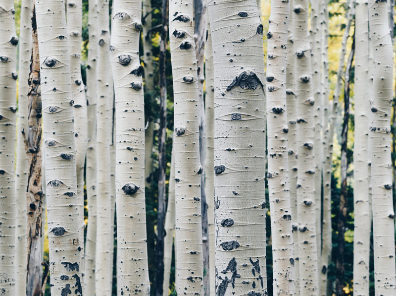 birch forest