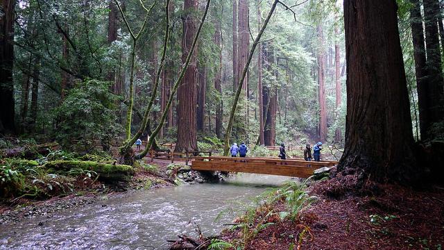 Image for Muir Woods - Channel Lumber # 2 #2