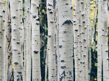 birch tree